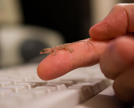 gecko on finger