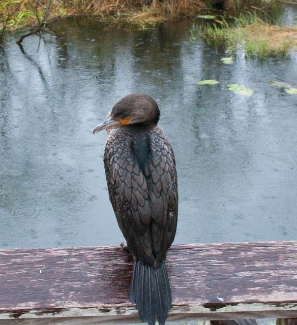 anhinga