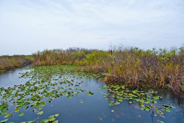 Anhinga Trail