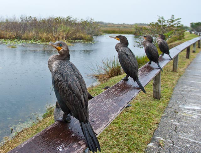 anhingas