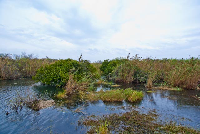 Anhinga Trail