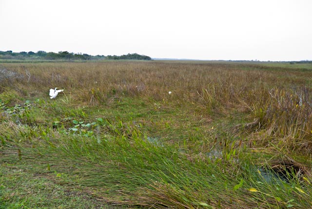 Anhinga Trail