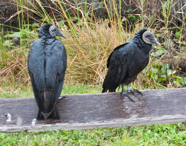 black vultures