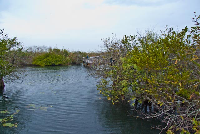 Anhinga Trail