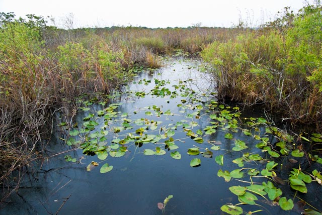 Anhinga Trail