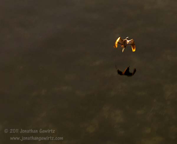 Bird Flying Low Over Water