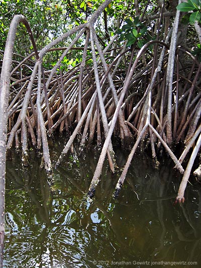 mangroves