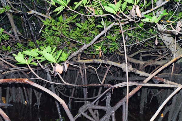 Mangroves 3