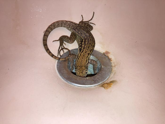 bathtub lizard
