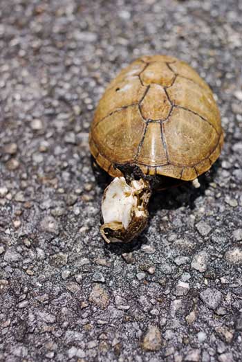 Turtle Skeleton, Florida Everglades